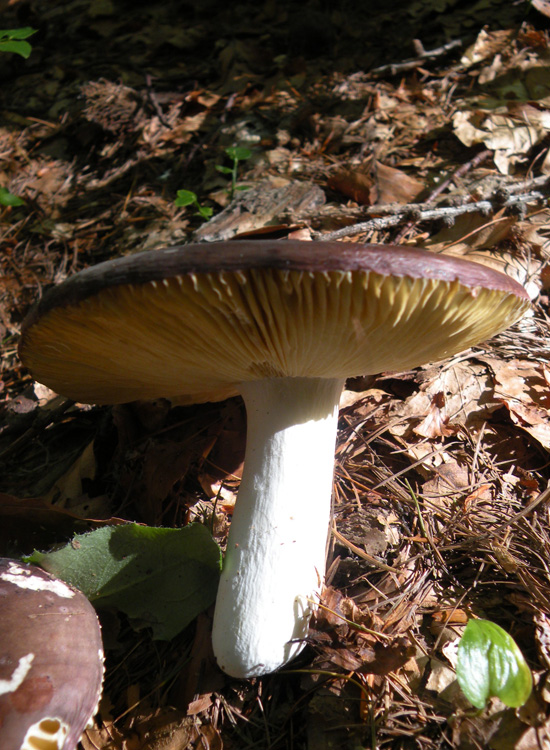 Russula integra?